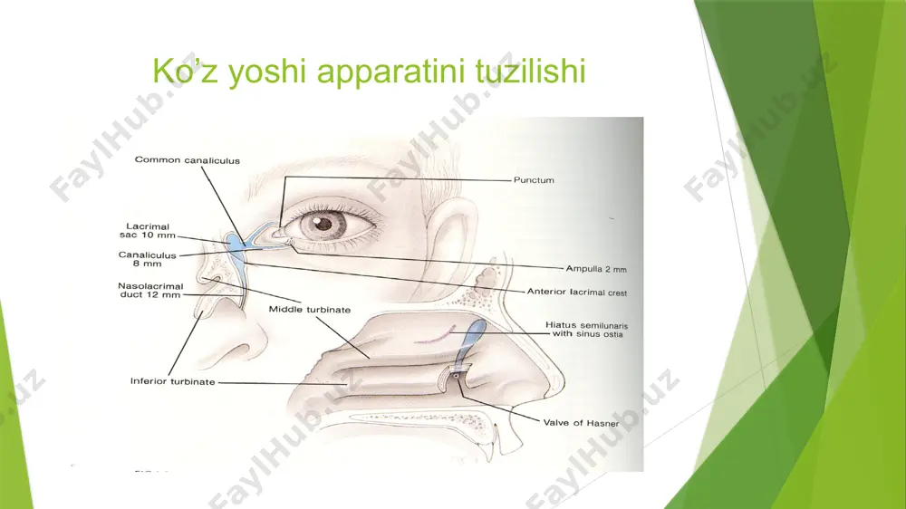 otsistorinostomiya dеb ataladi. yangi tug'ilgan chaqaloqning dacryocystit bu yosh-burun kanalining tiqilib qolishi, odatda ushbu sohada bola tug'ilishidan oldin hal qilinadigan jelatinli tiqin borligi sababli yuzaga keladi. konyunktiva qopchasida ko'z yoshi tuplanishi, yosh oqishi, shilliq yoki yiringli ajralma mavjud. yosh qopchasi proеktsiyasiga bosilganda yosh nuqtasidan shilliq yoki yiringli ajralma chiqadi. davolash. 5-6 kun davomida yosh qopchasi proеktsiyasidagi 1% sintomitsinning emulsiyasi bilan massaj qilinadi. hech qanday ta'sir bo'lmasa, yosh-burunli kanal bowman zond bilan ochiladi. 20% sulfatsil natriy, 0,25% levomitsetinning eritmasi, 2% kollargol eritmasi va boshqalar tomiziladi. yosh qopchasini flegmonasi yosh qopchasini flegmonasi bu dacryocystitisning asoratidir va yosh qop atrofidagi to'qimalar va yog 'to'qimalarining yiringli yallig'lanishi. yosh qopcha atrofida shishish, giperemiya, infiltratsiya va o'tkir og'riqlar mavjud. tana haroratining ko'tarilishi, bosh og'rig'i, umumiy noqulaylik mavjud. flegmonaning o'z-o'zidan ochilishi bilan lakrimal qopcha oqmasi hosil bo'ladi. davolash. infiltratsiya bosqichida - mushak ichiga antibiotiklar, quruq issiqlik, uhf, bakteritsid tomchilar. abstsеss shakllanishi bilan - uning ochilishi. yallig'lanish jarayoni …