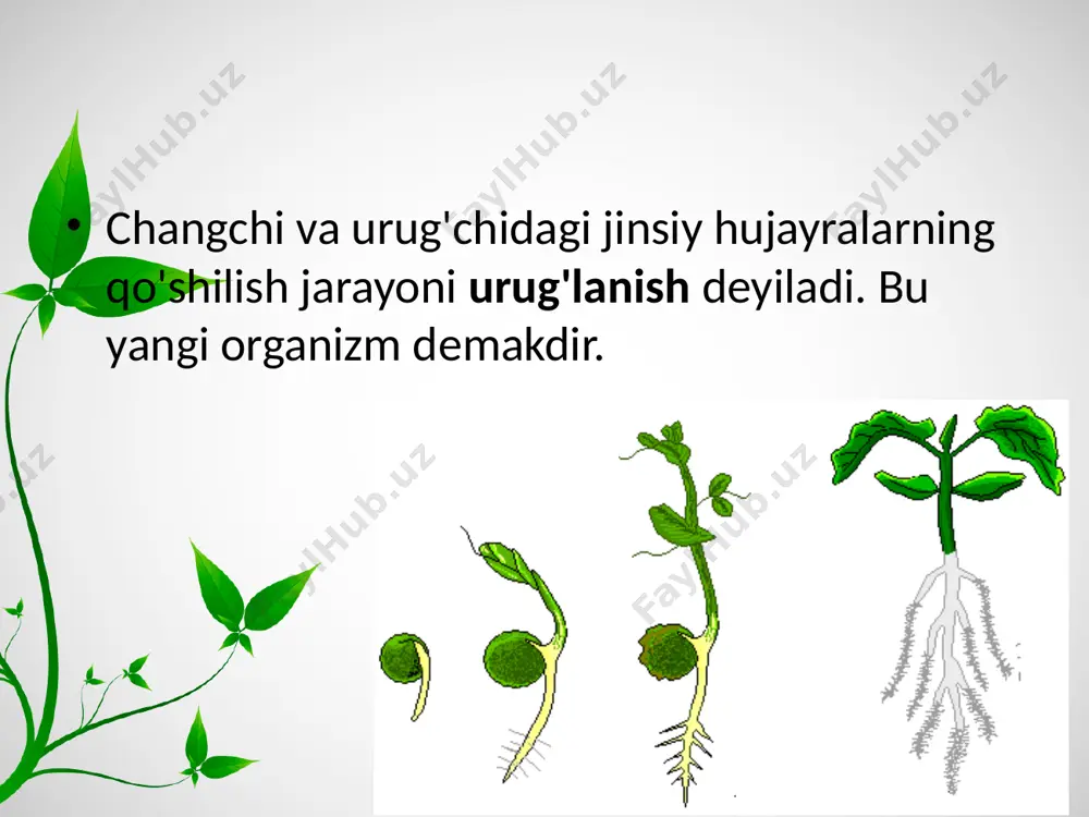 gulli o'simliklarning jinsiy ko'payishi. urug'lanish. 6 - sinf - Page 3