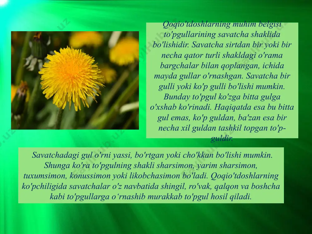 qoqio'tdoshlar (muraккaвguldoshlar) oilasi - Page 4