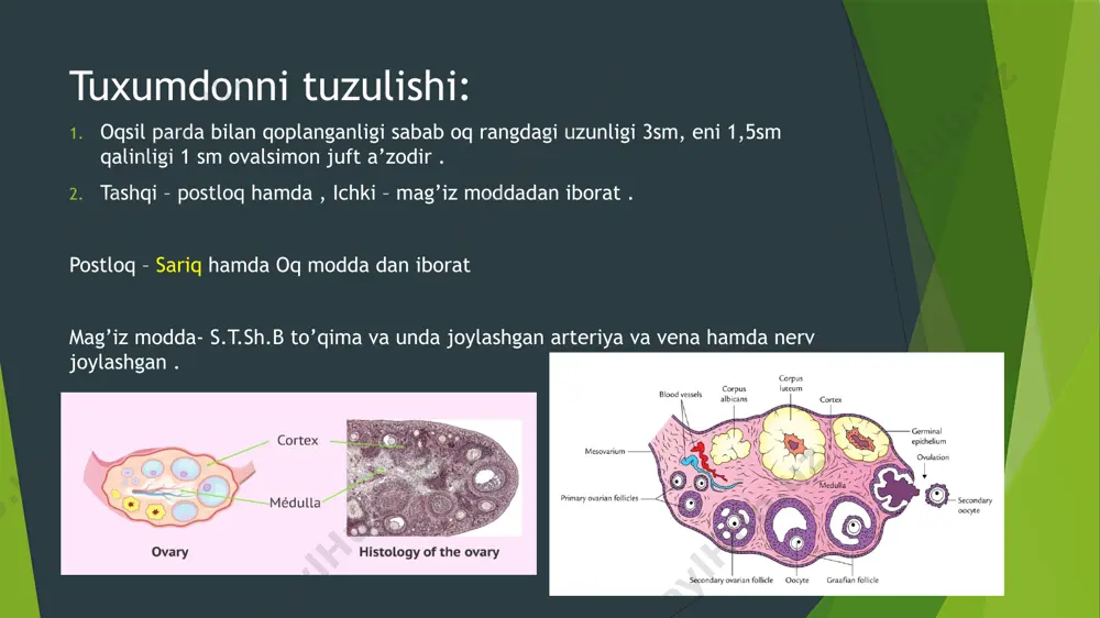 ayollar reproduktiv sistemasi - Page 4