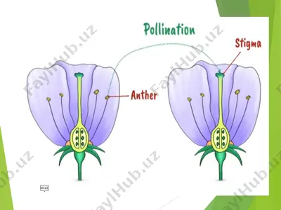 geobotanika. pollination — PPT