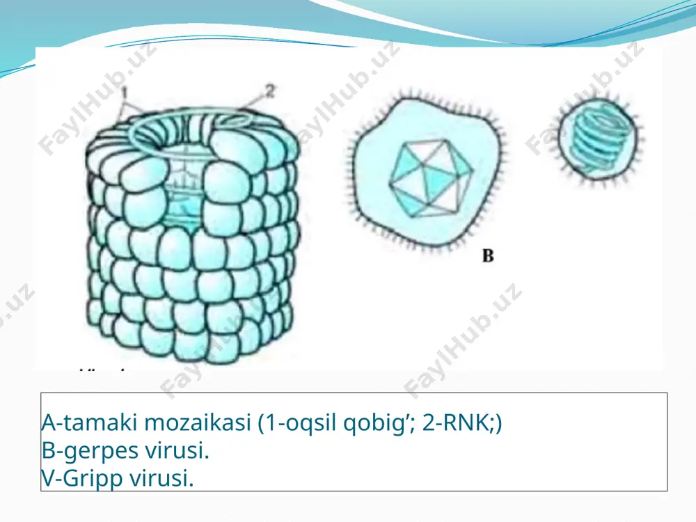 ). faol immunoprofilaktikada gepatit a virusining omdirilgan va rekombinant vaksinasi ishlatiladi. umumiy profilaktik chora-tadbirlarga sanitar holatni yaxshilash, karantin tadbirlar qoidalariga rioya qilish, suv bilan ta’minlash sharoitlarini yaxshilash va aholi gigienik madaniyatini oshirish kabilar kiradi. 6 e’tiboriz uchun rahmat image2.jpeg image3.jpeg image4.png image5.png image6.png image7.jpeg image8.png