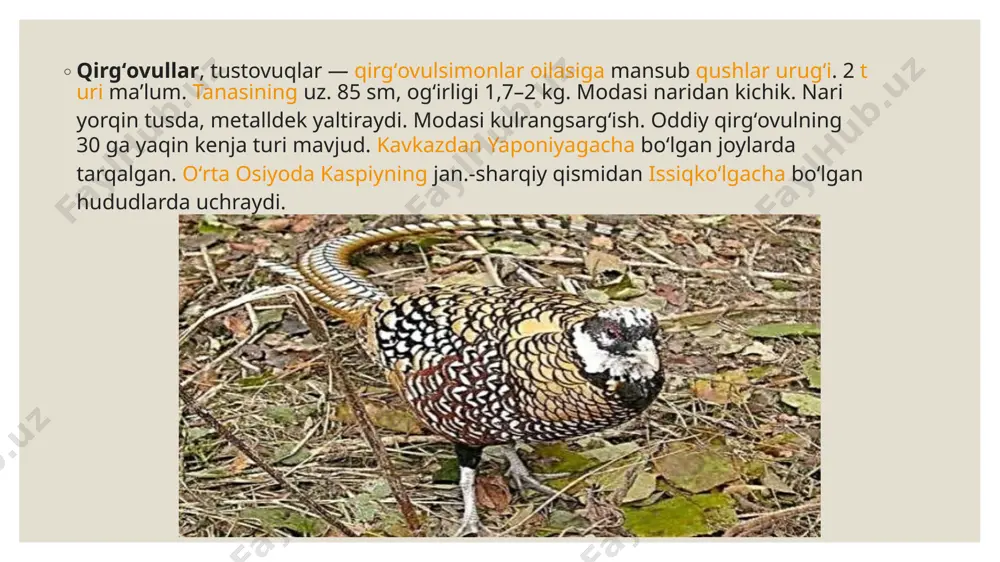 zarafshon qirg'ovulining ekologiyasi - Page 3