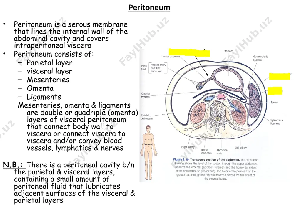 aches the stomach to the diaphragm (by gastrophrenic ligament) and to the spleen (by gastrosplenic ligament) vessels enclosed by the greater omentum are: short gastric and left & right gastro-omental (gastroepiploic) vessels function of the greater omentum: it isolates infection (policeman of the abdomen) it encloses (protects) vessels gastrophrenic lig. gastrospenic lig. greater omentum attaches stomach to diaphragm, spleen & transverse colon lesser omentum lesser omentum is a double fold of visceral peritoneum that passes from the liver to the lesser curvature of the stomach and the 1st part of the duodenum it has two parts: hepatogastric ligament hepatoduodenal ligament the hepatogastric ligament: passes from the groove for ligamentum venosum of the liver to the lesser curvature of the stomach. it encloses the right & left gastric vessels the hepatoduodenal ligament: passes b/n porta hepatis of the liver & 1st part of duodenum it forms the free anterior border of …