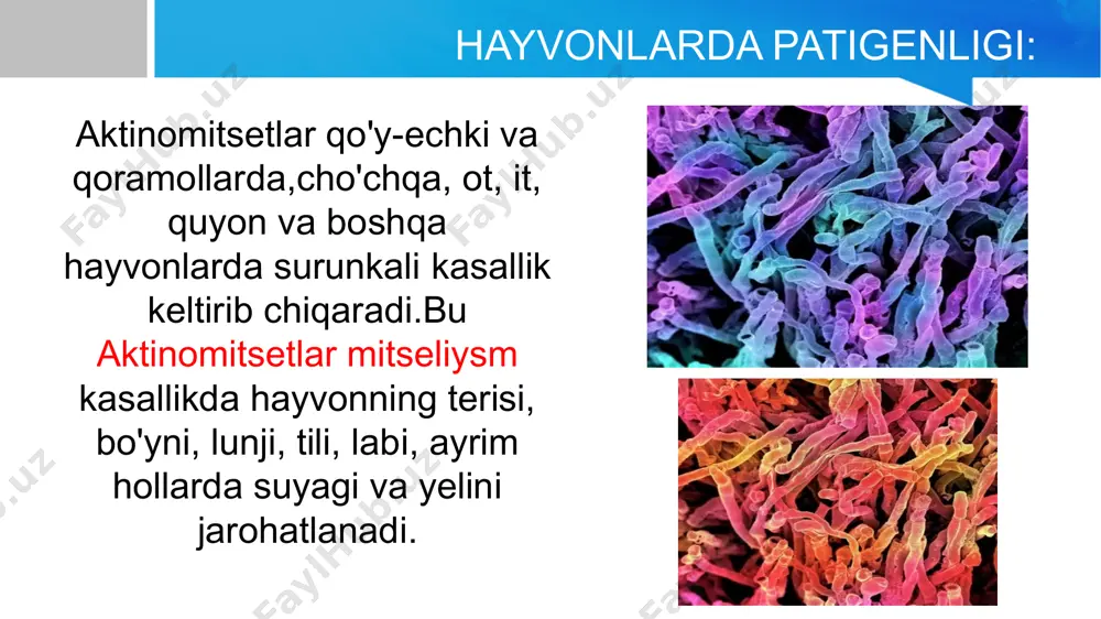 orligi aniqlanadi. 2.yiring qandli bulonga (ph 6.8),qonli,zardobli,go'sht-peptonli agarlarga,saburo muhitiga aerob va anaerob sharoitlarda ekiladi va sof kultura ajratib olinib,kultural,biokimyoviy xususiyatlari va streptomitsin, xloramfenikollarga sezgirligiga ko'ra identifikatsiya qilinadi. 3. bemor zardobi bilan, undagi antitelolarni aniqlash uchun kbr qo'yiladi. 4. aktinomitsetlarning ekstraktlari bilan teri-allergik sinama qo'yiladi. davosi va profilaktikasi: bu kasallikni maxsus davosida aktinolizatlar, 6 -8 ta shtammlardan tayyorlangan polivalent aktinomitset vaksina qo'llaniladi. aktinomitset va qo'shimcha mikroorganizmlarga ta’sir etuvchi antibiotiklar, sulfanilamid va yod preparatlari beriladi. ayrim hollarda bemorni jarrohlik usuli va rentgen bilan davolanadi.penitsillin, tetratsiklin, eritromitsin va klindomitsin yaxshi naf beradi. e’tiboringiz uchun rahmat image2.jpeg image3.png image4.png image5.png image6.png image7.png image8.png image9.png image10.png image11.png image12.png image13.png image14.png image15.png image16.png image17.jpeg image18.jpeg image19.png image20.png image21.png image1.jpeg /docprops/thumbnail.jpeg