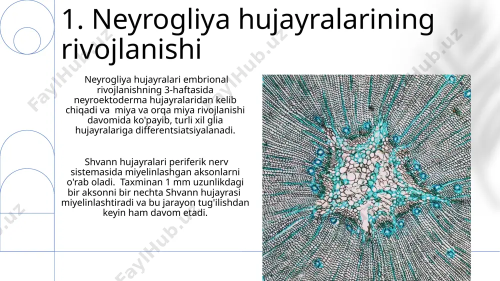 iyasini boshqaradi va qon-miya to'sig'ining butunligini saqlashda muhim rol o'ynaydi. 9. neyrogliya hujayralarining umumiy tavsifi asosiy neyrogliya hujayra turlari orasida astrotsitlar, oligodendrotsitlar (markaziy nerv sistemasida) va shvann hujayralari (periferik nerv sistemasida) mavjud bo'lib, ularning har biri o'ziga xos tuzilishi va funktsiyasiga ega. neyrogliya hujayralari, masalan, qon-miya to'sig'ini hosil qilishda ishtirok etadi va bu to'siq miya va qon oqimi orasidagi moddalar almashinuvini nazorat qilib, miyani himoya qiladi. e'tiboringiz uchun rahmat @taqdimot_robot image1.png image2.jpg image3.jpg image4.jpg image5.jpg image6.jpg image7.jpg image8.jpg image9.jpg image10.jpg