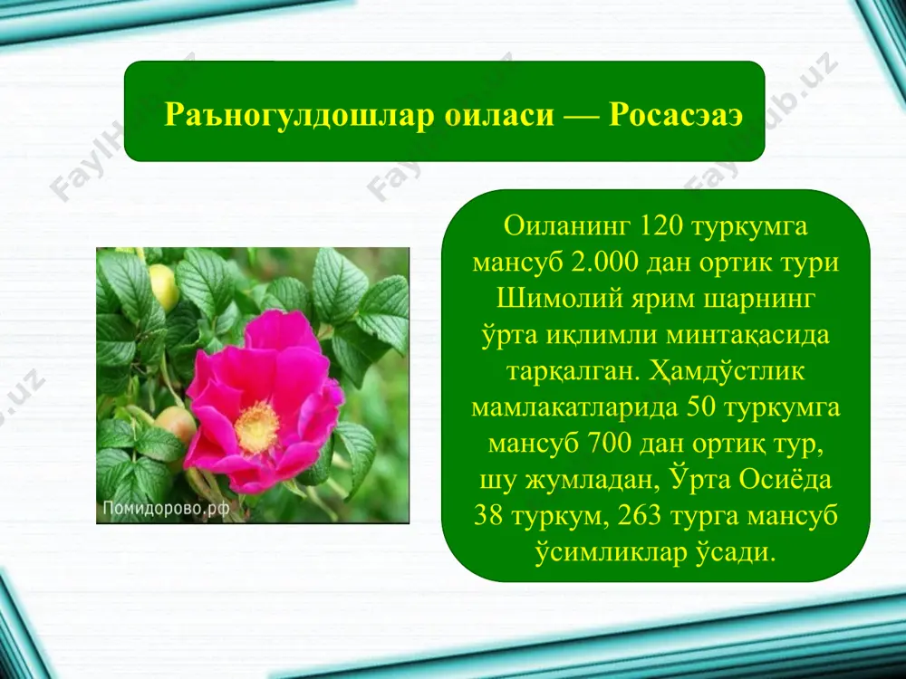 мининг 6 тури ўзбекистонда ўт ўсимликларга бой тош ва шағал тошли аралаш тупроқли тоғ ёнбағирларида ўсади. уларнинг зангори маймунжон (рубус cаэсиус), оддий маймунжон (р. идаэус), қора маймунжон деб номланган турлари ўсади, уларнинг барчаси тиканли бута шаклидаги ўсимлик. қулупнай (фрагариа) — ертутнинг ёввойи ҳолда 6, маданий ҳолда 2 тури учрайди. уларнинг аксарият қисми кўп йиллик ўт ўсимлик. баргларининг охири мўйловга айланган, меваси ширали ёлғон мева, кўпинча, қизил рангли. қулупнай олмалар оиласи вакиллари дарахт ва бута шаклидаги ўсимлик уруғчиси битта мева баргидан шаклланган, тугунчаси остки. меваси ширали. ўзбекистонда учрайдиган вакилларнинг аксарият қисми мева дарахтлари ҳисобланади. олмалар кенжа оиласи — малоидеаэ ўрик (зардоли — армениаcа) аксарият ҳолларда дарахт ўсимлик. унинг 8 тури (хужановский, 1982) фанда маълум. ўрик ҳалқимизнинг хушхўр мевасидан бири. (персиcа вульгарис) қадар катта бўлмаган дарахт. ўрикдан баргининг чўзиқ наштарсимон бўлиши, гулининг баргига нисбатан эрта очилиши ва мевасининг тузилиши билан фарқ қилади. ўзбекистонда 10 дан ортиқ нави мавжуд. шафтоли мағзидан табобатчиликда кенг …