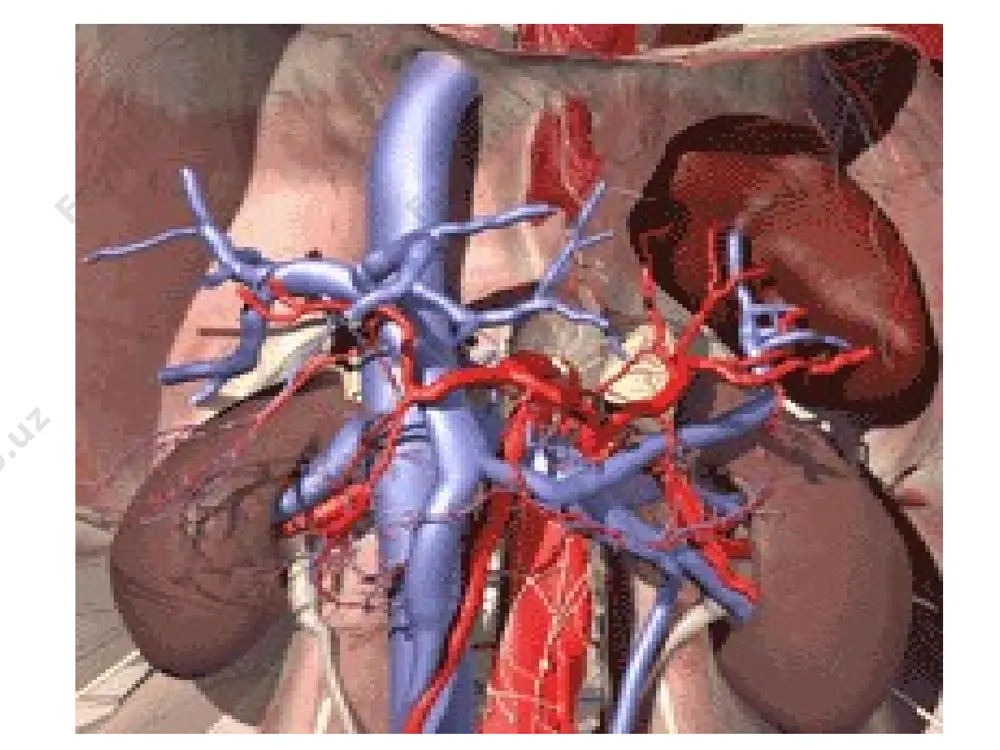 struktiv nefropatiyalar (siydik – tosh kasalligi, gidronefroz, siydik yo'llari o'smalari) etiologiyasi (davomi) sbye ning etiyalogiyasi juda ko'p, ammo, eng ko'p sababchilari bo'lib, glomerulonefrit, pielonefrit va boshqa sababli interstsial nefritlar hisoblanadi. sbye ning rivojlanishida qaysi etiologiyadan qatiy nazar morfologik o'zgarishlar bir hil bo'lib, glomeruloskleroz, interstsial fibroz, saqlangan nefronlarning gipertrofiyasi bilan kechadi. koptokchalar ichidagi gemodinamik o'zgarishlar gipertenziyada namoyon bo'lib, u koptokchalar arteriolalari tonusining pasayishi va rezervdagi buyraklar funksiyasining yo'qolishi tufayli ro'y beradi. patogenezi: sbye ning patogenezini 2 ta jarayon tashkil qiladi: 1. buyraklar parenhimasining sekinlik bilan sklerozga uchrashi va harakat qilayotgan nefronlar massasining kamayishi. 2. har bir nefrondagi koptokchalar filtrasiyasining kamayishi. bu o'z navbatida bazi bir biologik aktiv moddalarning to'planishiga, bazilarining esa etishmovchiligiga sabab bo'ladi. azot almashinuvining hosilalari, o'rta molekulyar og'irlikka (300-250 dalton) moddalar to'planib qoladi, juda kam miqdorda bo'ladi. patogenezi (davomi) bu molekulyar moddalar tarkibi paratgarmon, natriy uretik omil va boshqa turli hil ingibitorlar (dnk, gemoglobin, fagositoz sintezlari) ham kiradi. ular …