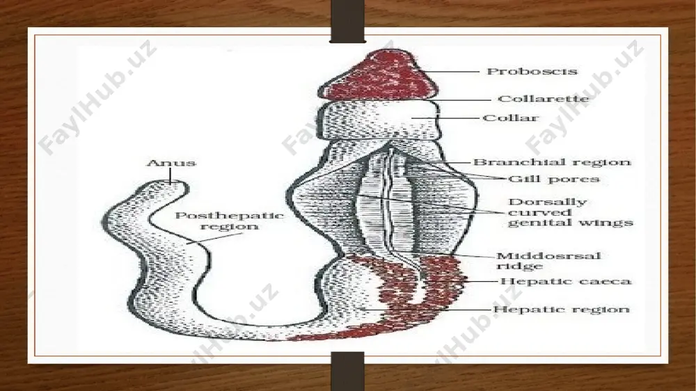 opneutsa) ham ba'zan xordalilar tipiga kiritiladi. xordalilar nihoyatda xilma-xil bo'lishiga qaramay, qator o'xshash belgilarga ega. ularning asosiylari quyidagilar: 1.hamma xordalilarda dastlab elka tori, ya'ni xorda sifatida paydo bo'lgan o'q skeleti bor. xorda embrional rivojlanish davrida boshlang'ich ichak sistemasining yuqori tamonidan ajralib chiquvchi tor sifatida paydo bo'ladi. shunday qilib xorda entodermadan hosil bo'lgan. xordaning keyingi taqdiri har xil. u faqat tuban xordalilarda (astsidiyalar va salplardan tashqari) bir umr saqlanadi. lekin shunda ham umurtqa pog'onasining rivojlanshi tufayli aksariyat hayvonlarda xorda bir muncha reduktsiyalashadi. yuksak darajada rivojlangan umurtqalil arda xorda embironal organ hisoblanadi va voyaga etgan hayvonlarda uni umurtqa pog'onasi siqib chiqaradi, natijada bo'g'inlarga bo'linmagan yaxlit o'q skeleti sigmentli bo'lib qoladi. boshqa skelet hosilalari singari (xordadan tashqari) umurtqa pog'onasi ham mezodermadan hosil bo'lgan. 2. o'q skeleti ustida ichi kovak nay shaklidagi markaziy nerv sistemasi joylashgan. nerv nayining ichi (bo'shligi) nevrotsel deb ataladi. markaziy nerv sistemasining naysimon tuzilishi (qobiqlilardan tashqari) barcha xordalilar uchun xosdir. …