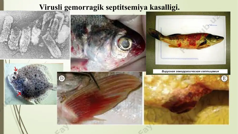 osh baliqqa bir sutkada. naslli va yosh baliqlar alohida-alohida ishlovdan o‘tkaziladi, levomitsetin qorin bo‘shlig‘iga 20-30 mg/kg miqdorda ikki marotaba yuboriladi, biomitsin zog'ora baliqlarga og‘iz orqali 50 mg/kg miqdorda 2-4 kun davomida beriladi. barcha yoshdagi zog'ora baliqlarning oziqasiga furazolidon 60 g/ 10 kg oziqa hisobida 10 kun davomida berib boriladi. har 5 kunda 2 kun tanaffus beriladi. profilaktika maqsadida furazolidon 10 kun davomida, 2 kunlik tanaffus bilan quyidagi miqdorda beriladi: 10 kg kombikorm hisobida naslli va remont guruhidagilarga - 0,4 g, ikki yoshdagilarga - 0,3 g, bir yoshdagilarga (50 g gacha bo‘lganlarida) - 0,4 va segoletka - 0,3 g. kasallikning oldini olish maqsadida harorat 14 °c boigungacha profilaktik oziqlantirish o’tkaziladi. qayta oziqlantirish kasallik kelib chiqish ehtimoli boigan davrda oikaziladi. iyul oyining ikkinchi yarmidan boshlab to oktabr oyigacha har 2-3 haftada profilaktik oziqlantirish o‘tkaziladi. bulardan tashqari, vetsanitariya va baliqchilik-meliorativ tadbirlarini muntazam ravishda amalga oshirib borish, ayniqsa, profilaktik dezinfeksiya va dezinvaziya tadbirlarini amalga …