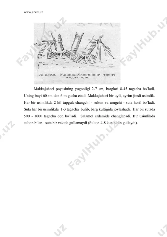 langandan sung 15-20 kun utgach sut va 22-25 kun utgan mum pishadi va undan 5 -10 kun utgach don tula pishib etiladi. makkajuhorining usuv davri uning naviga karab 91-140 kunni tashkil kiladi. o`zbekistonda: o`zbekiston - 361, amv,o`zbekiston - 601, perekop- tv,o`zbekiston - 100 va horijiy navlaridan avizo, brilliant, ilka, tema, figaro va boshka navlar ekilmokda. makkajuhori er tanlamaydi. uni har kanday ekindan bushagan erga ekish mumkin. makkajuhorga guza, donli va ayniksa don dukkakli usimliklar yahshi utmishdosh ekin hisoblanadi.makkajuhorini makkajuhoridan keyin va uni takroriy ekin sifatida ekilganda ham yahshi natija beradi. makkajuhori yukori hosilli usimlik uchun tuprokdan juda kup moddalar oladi va boshka usimliklarga nisbatan u butun usuv davrida ugit berilishini talab kiladi. ugitni asosiy kismi ekishdan oldin, kolgan kismi esa ekish bilan bir vaktda va usimliklarning usish davrida beriladi. kuzgi shudgordan oldin organik va mineral ugitlar beriladi. organik ugit - gung kuzda har ga.iga 10 - 20 t solinadi. bundan …