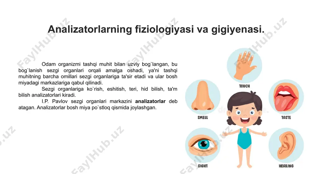 bilan gavharning o`rtasida ham bo`shliq bo`lib bunga ko`zning orqadagi kamerasi deb ataladi. har bir ko`ruv nervida 1 mln. ga yaqin nerv tolalari bor. ko`z soqqasining ichki ya'ni to`rsimon pardasi ayniqsa muhim ahamiyatga ega bo`lib, uning orqa qismida yorug`likni, ranglarni qabul qiluvchi retseptorlar joylashgan. ular maxsus nerv hujayralari bo`lib, tayyoqcha va kolbacha shaklidadir. ko`z soqqasining to`rsimon pardasida 130 mln ga yaqin tayyoqchasimon retseptorlar bo`lib, ular yorug`lik kamayganda yoki tun vaqtida qo`zg`aladi. kolbachasimon retseptorlar to`r pardada 7 mln ga yaqin bo`lib, yorug`lik yetarli bo`lganda qo`zg`alib, ko`zning kunduzi ko`rish qobiliyatini ta'minlaydi. kolbachasimon retseptolar funktsiyasiga ko`ra uch xil: ko`k, yashil va qizil ranglarni qabul qiluvchi bo`ladi. uchalasining baravar qo`zg`alishi esa oq rangni ko`rishga imqon beradi chunki to`r pardaning kolbachasimon retseptolarida ranglarni sezuvchi retseptorlar yoki nervlar bo`ladi. tayyoqchasimon retseptorlarda esa bu kabi ranglarni sezuvchi retseptor yoki nervlar bo`lmaydi, shuning uchun kechasi qorong`u bo`lib ko`rinadi. koʻz retseptorlari tayoqchasimon retseptorlar kolbachasimon retseptorlar koʻz vazifasi ko`z bajaradigan funktsiyasiga …