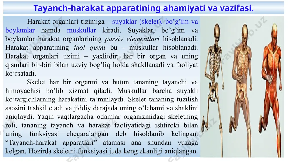 ‘lib, bularning 85 tasi juft, 36 tasi toq suyaklardan iborat. skeletdagi ba’zi suyaklar (miya qutisi, yuz suyaklari, qisman o‘mrov suyagi va boshqalar) bevosita biriktiruvchi to‘qimadan rivojlanadi. bunday rivojlanishda biriktiruvchi to‘qima hujayralariga ohak tuzlari so‘rilib, suyak hujayralari vujudga keladi. skeletdagi suyaklarning ko‘pchiligi tog‘ay to‘qimasining suyak to‘qimasiga aylana borishi bilan rivojlanadi va tog‘ay to‘qimasining ichida suyaklanish nuqtalari vujudga keladi. birinchi suyaklanish nuqtalari embrional rivojlanishning 7-8-haftalarida vujudga kela boshlaydi. yangi tug'ilgan bola skeletida ko‘pchilik suyaklanish nuqtalari vujudga kelgan bo‘lib, skeletda tog‘ay qismlari ko‘p bo‘ladi. hayot mobaynida suyaklar о‘sib rivojlana boradi. odam skeletinnig umumiy tuzilishi va yosh xususiyatlari. suyaklarning tuzilishi. suyakning tashqi yuzasi biriktiruvchi to`qima pardasi bilan qoplangan, suyak utsi pardasi deb shunga aytiladi. suyak usti pardasi kattalardagiga qaraganda, yoshlarda ancha qalin bo`ladi. suyaklarning bo`g`im tomonidagi uchlarigina suyak usti pardasi bilan qoplanmaydi. suyak usti pardasi qon tomirlari va nervlarga boy. kasalliklar va shikastlanishlarda suyaklarning hajmi o`sib, kamomadi o`rnining to`lib turishi suyak usti pardasining hujayralari …
