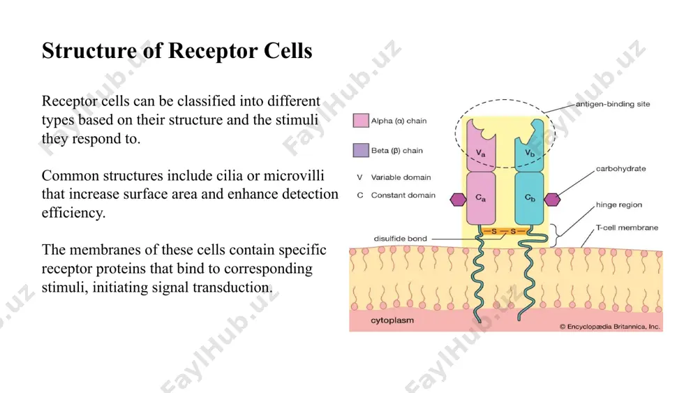 eive and respond to their environment. the study of chemoreception and hormonal signaling provides insights into health, disease, and behavior. continued research in this field holds promise for advancements in medicine and understanding biological systems. image source: https://i.pinimg.com 11 references alberts, b., johnson, a., lewis, j., raff, m., roberts, k., & walter, p. (2015). molecular biology of the cell. 6th edition. garland science. kuo, c. m., & liao, c. h. (2021). hormones and neurotransmitters: signaling pathways and interactions. endocrine reviews, 42(3), 267-285. sutherland, e. w., et al. (2020). hormone action: a study of receptor mechanisms. annual review of physiology, 82, 507-532. 12 image1.jpg image2.jpg image3.png image4.jpg image5.png image6.jpg image7.jpg image8.png image9.png image10.png we cannot complete this request, remote server returned an unexpected status code (400)