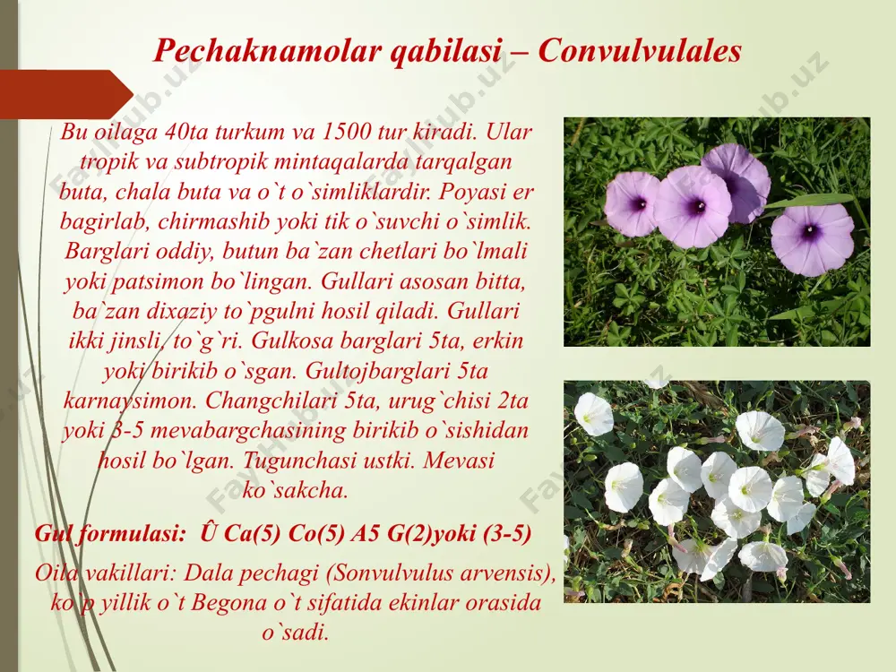 yalpizkabilar sinfchasi – lamidae - Page 5