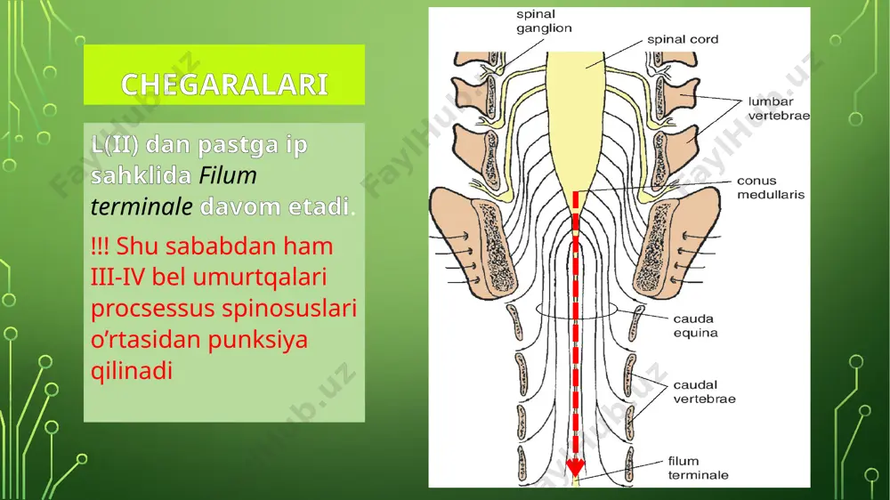 ancha yadrolarni hosil qiladi: n.intermediomedialis (imm) n.intermediolateralis (iml) ularning aksonlari oldingi shox tarkibida orqa miyadan chiqib ketadi! orqa miyaning funksional apparati orqa miya ikkita funksional apparatdan iborat: xususiy apparat o’takzuv apparati xususiy apparat orqa miya kulrang moddasini, orqa va oldingi ildizlarni hamda oq moddaning xususiy tutamlari (fascisuli proprii) ni o’z ichiga oladi.orqa miyaning xususiy apparati filogenetik jihatdan qariroq bo’lib segmentarlik xususiyatiga ega. shu sababdan ham u orqa miyaning segmentar apparati ham deb yuritiladi. o’tkazuv apparati esa oldingi, orqa va lateral kanatikalrdagi barcha o’tkazuv yo’llarini o’z ichiga oladi substantia alba orqa miyaning oq moddasini uch xil turdagi nerv tolalari hosil qiladi: kalta assotsiativ uzun markazga itiluvchi (afferent, sezuvchi) uzun markazdan qochuvchi (efferent, harakatlantiruvchi) kalta assotsiativ tolalar orqa miyaning xususiy apparatiga mansub bo’lsa, qolgan ikki turdagi tolalar esa orqa miyaning o’tkazuv apparatini hosil qiladi! substantia alba orqa miya oq moddasini quyidagilar hosil qiladi: funiculus anterior funiculus posterior funiculus lateralis comissura alba comissura …