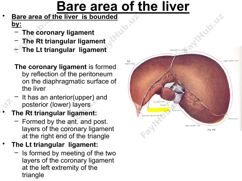 liver each vein is formed by union of several central veins of the liver each hepatic vein drains into ivc as the ivc passes through the liver and thus hepatic veins do not pass through the porta hepatis the hepatic veins contribute in securing the liver each hepatic vein drains both physiological lobes of the liver lymphatic drainage liver has superficial (subperitoneal) & deep lymphatic plexus both plexuses send efferent to hepatic ln that lie at porta hepatis & in the lesser omentum → celiac ln → cisterna chyli from posterior aspect of the liver lymph passes to phrenic ln at the bare area → posterior mediastinal ln from left lobe → lt gastric ln from anterior central diaphragmatic surface → parasternal ln along the falciform ligament around ligamentum teres → umbilicus & lymphatics of the anterior abdominal wall nerves of the liver liver is supplied by hepatic plexus constituents …