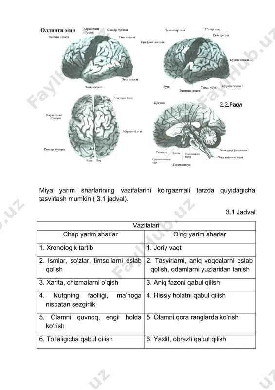 receive messages and conduct impulses toward the cell body. axon the extension of a neuron, end¬ing in branching terminal fibers, through which messages pass to other neurons or to muscles or glands. sinaps- aksonning signal uzatuvchi tugash qismi va ushbu signalni qabul qiluvchi dentritning tutashgan qismi. sinaptik oraliq- akson va signal qabul qiluvchi neyron o’rtasidagi kichik oraliq. har bir neyronda muntazam ravishda almashinuv jarayonlari ro‘y berib, oqsillar sintezlanadi, asab impulslari to‘plangan holda o‘tkazilib turiladi.[footnoteref:3][3] [3: psychology david g. myers hope college holland, michigan . 74p] synapse [sin-aps] the junction between the axon tip of the sending neuron and the dendrite or cell body of the receiving neuron. the tiny gap at this junction is called the synaptic gap or synaptic cleft. neyron tanasining o‘rtacha diametri 0,01 mmni, bosh miyadagi neyronlarning umumiy soni esa 100 mlrd.ni tashkil etadi rivojlanib kelayotgan miyaga tabiat yuqori darajadagi mustahkamlik zahirasini joylaydi, va natijada, ko‘p miqdorda …
