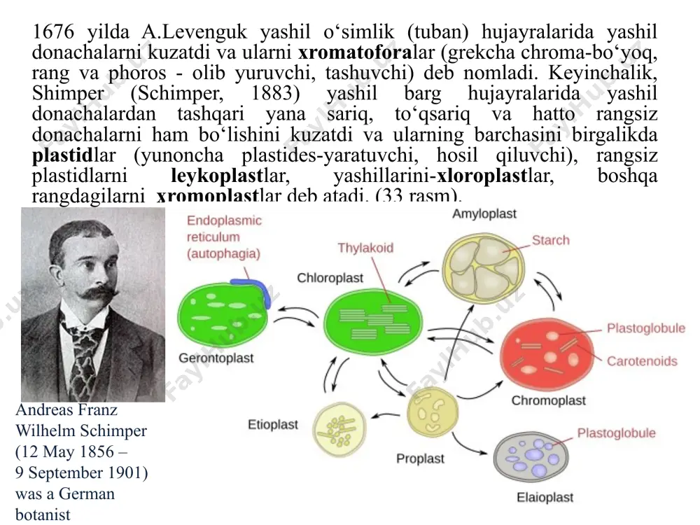 hujayrada bittadan (tuban suvo‘tlari-xlamidomonadada) 100 tagacha (yuksak o‘simlik) bo‘lishi mumkin. tamakining hujayrasida ularning soni hattoki, 1000 tagacha yetadi. yuksak o‘simliklarning barg hujayralarida plastidlar 20-50 dona bo‘ladi. yuksak o‘simliklarning rangli va rangsiz plastidlarining shakli odatda disksimon, suvo‘tlarining xromatoforalari esa tayoqchasimon, kosachasimon, tasmasimon, yulduzsimon va boshqa shakllarda bo‘ladi. xloroplastlarning tuzilishi, umuman olganda mitoxodriyalarni eslatadi. suvo‘tlarining xromatoforalari esa tayoqchasimon, kosachasimon, tasmasimon, yulduzsimon va boshqa shakllarda bo‘ladi. bu organoid tashqi va ichki membranalar bilan qoplangan bo‘lib, ular plastidlarni sitoplazmadan ajratib turadi. membranalarning har birining qalinligi 7 nm atrofida, ular bir-biridan oralig‘i 20- 30 nm membranalararo bo‘shliq bilan ajralgan. plastidlarning ichki qismini matriks yoki stroma deb atalib, unga ichki membranadan o‘sib chiqqan burmacha shaklidagi strukturalar joylashadi. 33-rasm. plastidlarning tuzilish xillari: a-xloroplast, b-leykoplast, caminoplast va d-xromoplastlarning tuzilishi: 1-tashqi membrana, 2-ichki membrana, 3-matriks (stroma), 4-stroma lamellalari, 5-granalar, 6-tilakoid,, 7- kraxmal donachalar, 8-lipid tomchilari yuksak o‘simliklarning yetilgan plastidlarining ichki membranasi ikki xil tipda tuzilgan bo‘ladi. bular-stromaning yassi, uzun …