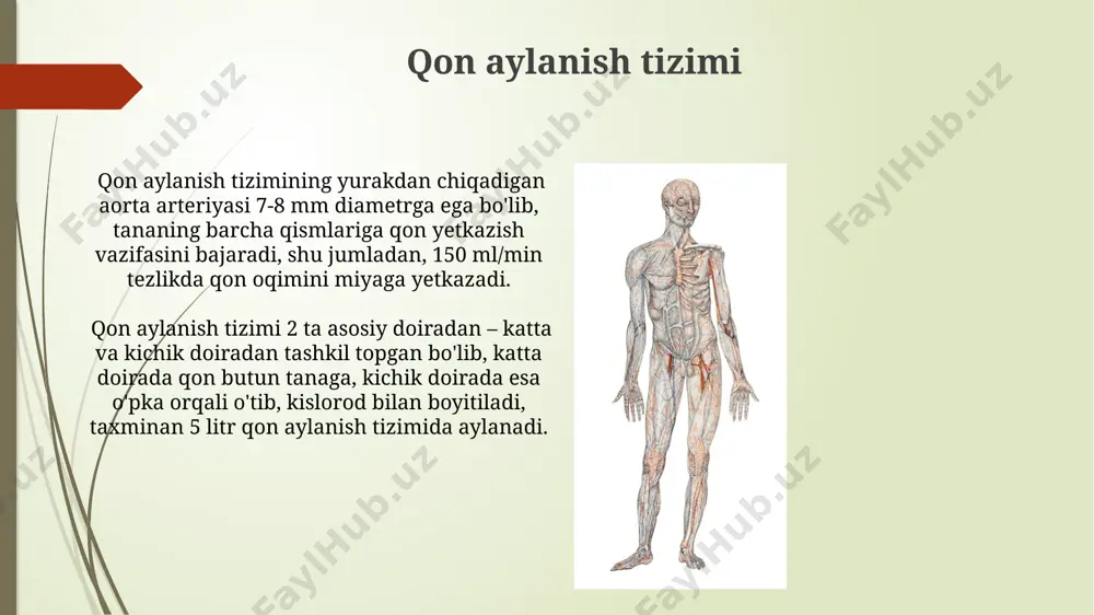 odam tanasining anatomik tuzilishi - Page 5