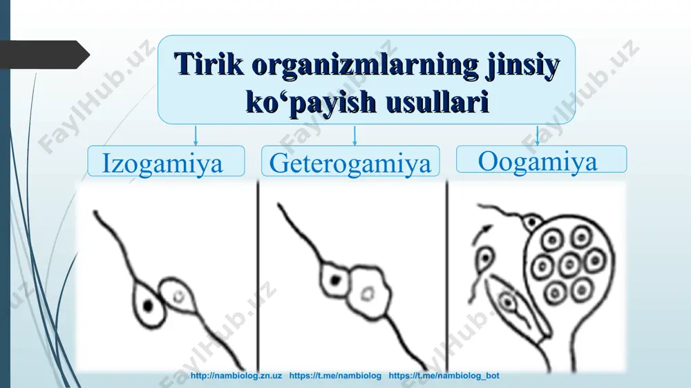 o`simliklarning generativ organlarining filogenezi - Page 5