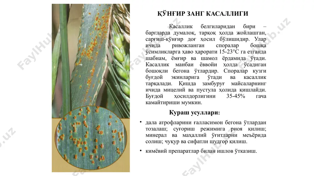 рши курашнинг энг самарали усули уруғлик донни системали таъсир этувчи уруғдорилагич фунгицидлар билан дорилаб экишдир. қаттиқ қоракуя касаллиги ўзбекистонда кенг тарқалган касалликлар қаторига буғдой қаттиқ қора куя касаллиги киради. касаллик белгилари – дон ўрнига қоракуя споралари билан тўлган халтачалар ҳосил бўлади. инфекция фақат уруғнинг ташқи қисмида сақланади ва кейинги йил экинларни зарарлайди. кураш усуллари: бу касалга қарши курашнинг энг самарали усули уруғлик донни системали таъсир этувчи уруғдорилагич фунгицидлар билан дорилаб экишдир. буғдой касалликларига қарши кураш муддатлари ва фунгицидларни сарф меъёрлари касалликлар номи қачон курашилади препаратнинг 1 гектарга сарф меъёри (уруғдорилагич 1 тонна уруғ учун) чангли ва қаттиқ қоракуя уруғлик дориланади. қоракуя тушган даладан уруғлик олинмайди таъсир этувчи моддаси дифеноконазол, 3% сус.к. – 2,0 л; дифеноконазол+ципроконазол, 3,6% сус.к. – 0,8 л; дифеноконазол+мефеноксам, 11,5% сус.к. – 0,5 л. карбоксин+тирам, 75% н.кук. – 2,5-3,0 кг; карбоксин+тирам, 200 фф 34% с.сус.к. – 2,0-2,5 л; тебуконазол, 6% с.э.сус. – 0,4-0,5 л; тебуконазол +протиоконазол, 40% с.э.сус. …