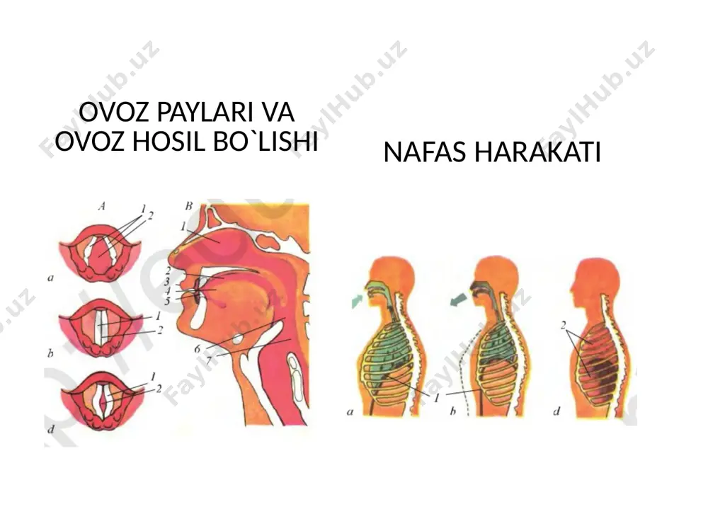o‘pka va to‘qimalarda gazlar almashinuvi - Page 4