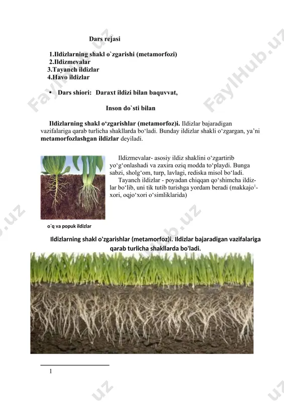 huqur kirib boradi? dars rejasi 1.ildizlarning shakl o`zgarishi (metamorfozi) 2.ildizmevalar 3.tayanch ildizlar 4.havo ildizlar · dars shiori: daraxt ildizi bilan baquvvat, inson do`sti bilan ildizlarning shakl o‘zgarishlar (metamorfoz)i. ildizlar bajaradigan vazifalariga qarab turlicha shakllarda bo‘ladi. bunday ildizlar shakli o‘zgargan, ya’ni metamorfozlashgan ildizlar deyiladi. ildizmevalar- asosiy ildiz shaklini o‘zgartirib yo‘g‘onlashadi va zaxira oziq modda to‘playdi. bunga sabzi, sholg‘om, turp, lavlagi, rediska misol bo‘ladi. tayanch ildizlar - poyadan chiqqan qo‘shimcha ildiz- lar bo‘lib, uni tik tutib turishga yordam beradi (makkajo[footnoteref:1]- xori, oqjo‘xori o‘simliklarida) [1: ] o`q va popuk ildizlar ildizlarning shakl o'zgarishlar (metamorfoz)i. ildizlar bajaradigan vazifalariga qarab turlicha shakllarda bo'ladi. ildiz mevalar · ildiz mevalar asosiy ildiz shaklini o'zgartirib yo'g'onlashadi va zaxira oziq modda to'playdi. bunga sabzi, sholg'om, turp, lavlagi, rediska misol bo'ladi qo`shimcha ildiz turlari :tayanch, qo`shimcha va havo ildizlari mustahkamlash · quyoncha va tipratikanga ildizmevalarni terishda yordamlashamiz. guruhlarga beriladigan savollar 1.ildizlarning shakl o`zgarishi deganda nimani tushunasiz? 2.shakli o`zgargan ildizlar necha …