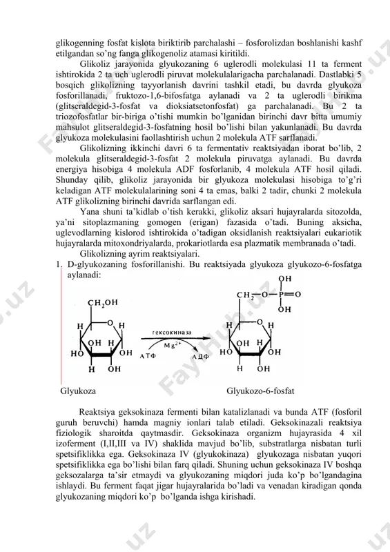 isobiga 4 molekula adf fosforlanib, 4 molekula atf hosil qiladi. shunday qilib, glikoliz jarayonida bir glyukoza molekulasi hisobiga to’g’ri keladigan atf molekulalarining soni 4 ta emas, balki 2 tadir, chunki 2 molekula atf glikolizning birinchi davrida sarflangan edi. yana shuni ta’kidlab o’tish kerakki, glikoliz aksari hujayralarda sitozolda, ya’ni sitoplazmaning gomogen (erigan) fazasida o’tadi. buning aksicha, uglevodlarning kislorod ishtirokida o’tadigan oksidlanish reaktsiyalari eukariotik hujayralarda mitoxondriyalarda, prokariotlarda esa plazmatik membranada o’tadi. glikolizning ayrim reaktsiyalari. 1. d-glyukozaning fosforillanishi. bu reaktsiyada glyukoza glyukozo-6-fosfatga aylanadi: glyukoza glyukozo-6-fosfat reaktsiya geksokinaza fermenti bilan katalizlanadi va bunda atf (fosforil guruh beruvchi) hamda magniy ionlari talab etiladi. geksokinazali reaktsiya fiziologik sharoitda qaytmasdir. geksokinaza organizm hujayrasida 4 xil izoferment (i,ii,iii va iv) shaklida mavjud bo’lib, substratlarga nisbatan turli spetsifiklikka ega. geksokinaza iv (glyukokinaza) glyukozaga nisbatan yuqori spetsifiklikka ega bo’lishi bilan farq qiladi. shuning uchun geksokinaza iv boshqa geksozalarga ta’sir etmaydi va glyukozaning miqdori juda ko’p bo’lgandagina ishlaydi. bu ferment faqat …