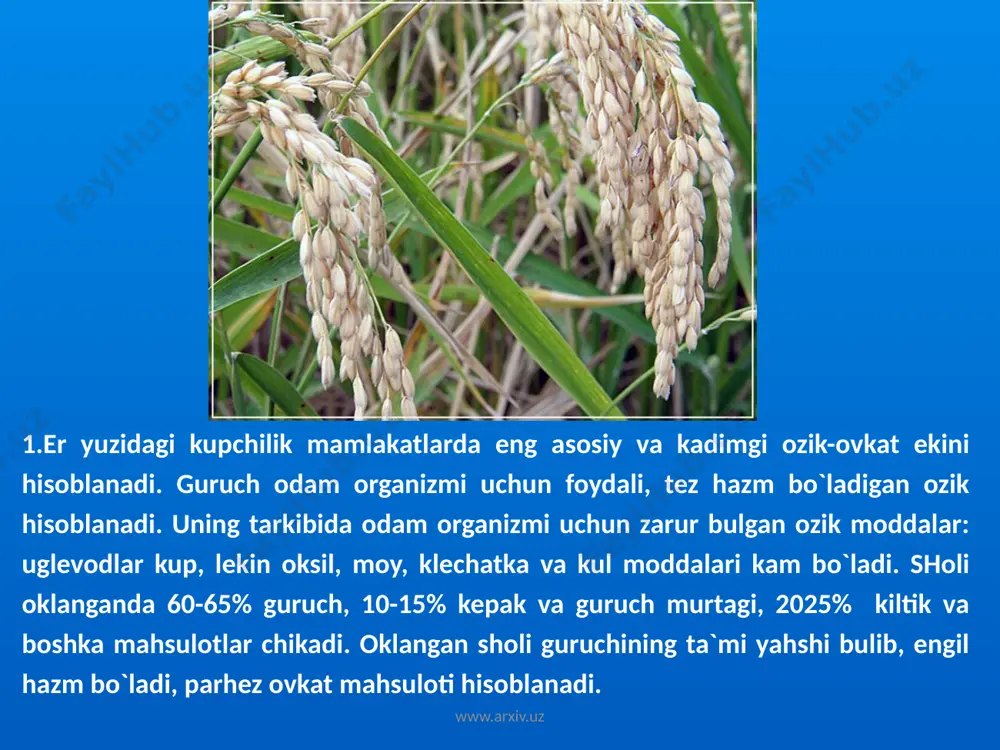b.)ning vatani zakavkazyedir. b. old va oʻrta osiyo mamlakatlarida mil. av. 7—6 ming yilliklarda maʼlum boʻlgan. 17-a.dan boshlab shim. amerikada ekila boshladi. b. yer sharida shim.da 66° sh. k.da (shvesiya), rossiyada esa tajriba maydonlarida 76*44’ sh. k.da (murmansk viloyati); jan.da avstraliya, jan. amerika, afrikaning jan. chegaralarigacha ekiladi. jahonda b. ekiladigan mayd.lar 250 mln. gektarga yaqin boʻlib, yetishtiriladigan donning qariyb 30% b.ga toʻgʻri keladi (oʻrtacha 360 mln. t dan ortiq). asosiy gʻallakor mamlakatlar — rossiya, qozogʻiston, xitoy, aqsh, hindiston, kanada. oʻzbekistonda 90-y.larning boshidan respublikaning gʻalla mustaqilligini taʼminlash uchun b. ekiladigan maydonlar kengaytirildi (1,2 mln. ga; 1999). www.arxiv.uz www.arxiv.uz b. old va oʻrta osiyo mamlakatlarida mil. av. 7—6 ming yilliklarda maʼlum boʻlgan. 17-a.dan boshlab shim. amerikada ekila boshladi. b. yer sharida shim.da 66° sh. k.da (shvesiya), rossiyada esa tajriba maydonlarida 76*44’ sh. k.da (murmansk viloyati); jan.da avstraliya, jan. amerika, afrikaning jan. chegaralarigacha ekiladi. jahonda b. ekiladigan mayd.lar 250 mln. gektarga yaqin boʻlib, …