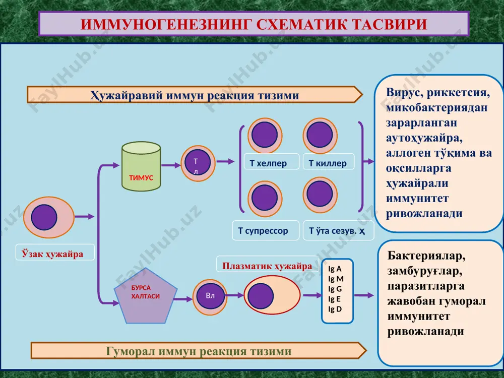 иммун танқислиги ҳолатлари – организм иммун тизими морфофункционал ҳолатининг ирсий, туғма ва туртушда орттирилган етишмасликларидир. ўта сезувчанлик реакциялари - аллергия реагин аллерген ige c5 fc семиз ҳужайра ige fab аллергеннинг 1-марта тушганида аллергеннинг 2-марта тушганида гистамин серотонин ўткир иммун яллиғланиш томирларнинг кенгайиши, деворида альтератив ўзгаришлар, ўтказувчанлигининг ошиши, шиш, қон қуйилишлар ва серозли-геморрагик экссудат пайдо бўлиши. тошмалар тошиши. ўта сезувчанлик реакциянинг i - механизми ўта сезувчанлик реакциялари - аллергия fc нишон ҳужайра антиген ўткир иммун яллиғланиш томирларнинг кенгайиши, деворида альтератив ўзгаришлар, ўтказувчанлигининг ошиши, шиш, қон қуйилишлар ва серозли-геморрагик экссудат пайдо бўлиши. тошмалар тошиши. ўта сезувчанлик реакциянинг i i - механизми k - ҳужайра nk - ҳужайра igg антителали цитозахарлаш комплементли цитозахарлаш т - киллер макрофаг fc иммун бирикма – аутоиммун бирикма ўта сезувчанлик реакциянинг iii - механизми + + томир девори, бириктирувчи тўқима hla тизими ≥ 2000 ўткир иммун яллиғ-ш система ауто-иммун касал-ликлар ўта сезувчанлик реакциялари - аллергия ўта сезувчанлик реакциянинг …