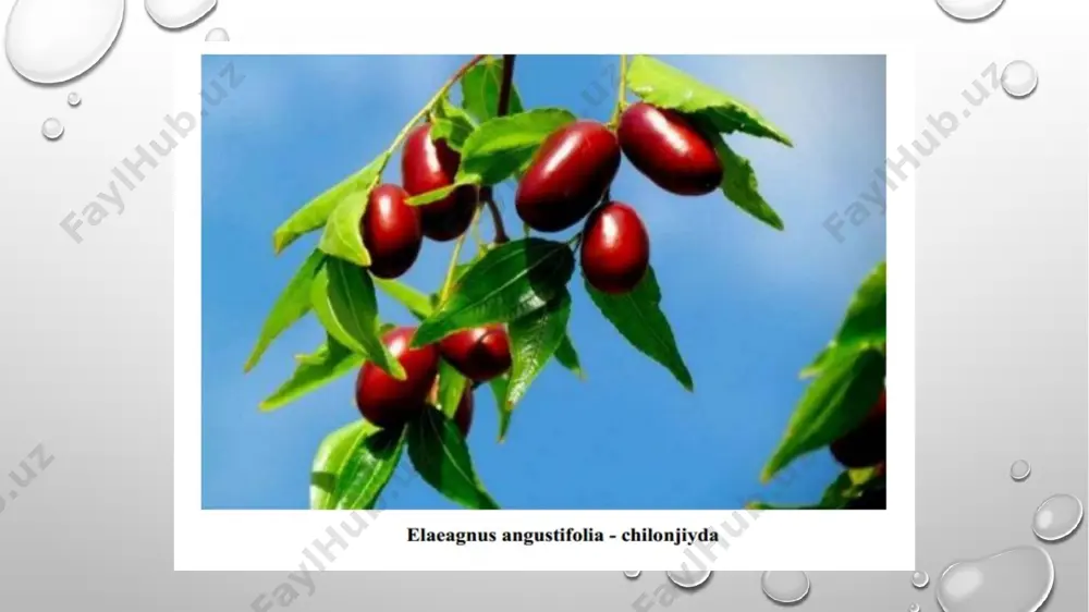 yetadigan buta. barglari kumushsimon, mevalari kumush rangda va shirin tamga ega. tarqalishi: shimoliy amerikada, ayniqsa kanada va aqshning shimoliy hududlarida uchraydi. foydalanilishi: mevalari oziq-ovqat sifatida iste'mol qilinadi, shuningdek, manzarali o‘simlik sifatida yetishtiriladi. jiydaning toʻqaylardagi biotiplik roli katta. chunki, bular boshqa oʻsimliklar singari parranda va hayvonlarning ozuqasi, yashash makoni ham hisoblanadi. umumiy biosenozning ajralmas bir qismi hisoblanadi. shuning uchun jiydaning qirilib ketishi boshqa parranda va hayvonlarning ham populyasiyalariga salbiy taʼsir koʻrsatadi. toʻqaylarning eng ahamiyatli tomonlaridan biri daryo suvlarini taqsimlashda, toshqinlarning oldini olishda, tuproq erroziyasidan va daryo qirgʻoqlarini yemirishdan saqlashda juda katta ahamiyatga ega. amudaryo boʻylarida jiyda va shu kabi daraxt va butalarning qirqib ketishi oqibatida shu yerlardagi tuproqning yuza qismida koʻplab tuzlar yigʻiladi. demak, jiydalar tuproqdagi tuz mutanosibligini saqlashda katta rol oʻynaydi. yuqorida taʼkidlanganidek jiydalar toʻqaylarning maʼlum bir boʻlagi hisoblanadi. hozirgi zamon tibbiyot ilmida jiyda asosida olinadigan preparatlarning yosh bolalarda koʻp uchraydigan yalligʻlanishlarga qarshi taʼsir koʻrsatib, ichakning toʻlqinsimon harakatini susaytirishi mumkinligi …