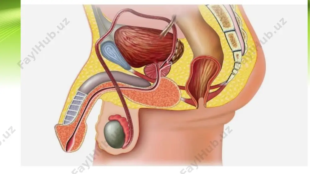 anib, progesteron gormonini ishlab chiqaradi. bu gormon bachadon shilliq pardasini zigotani implantatciya qilishga va sut bezla-rini laktatciyaga tayyorlaydi. sariq tananing gullash davri ikki xil davom etadi. agar urug’lanish bo’lmasa, unda gullash davri 12-14 kun bilan yakunlanadi va bunday tana hayz sariq tanasi (corpus luteum menst-ruationis) deb yuritiladi. agar urug’lanish bo’lib, homiladorlik boshlansa, sariq tananing gullash davri homiladorlikning bi-rinchi yarmiga qadar davom etadi. bunday sariq tana homiladorlikning sariq tanasi (corpus luteum graviditatis) deb yuritiladi. menstrual va homiladorlik sariq tanalari tuzilishi va vazifasi jihatidan mutlaqo o’xshashdir. ularning farqi faqat o’lchamlari va gullash davri muddatining turlicha bo’lishidadir. hayz sarnq tanasining diametri 1,5-2,0 sm bo’lsa, homiladorlik sariq tanasining o’lchami 5 sm ga etadi. faoliyati tugagandan so’ng ham homiladorlik, ham hayz sariq tanasi inqirozga, ya’ni involyutciyaga uchraydi. bunda bez hujay-ralari o’zining lyuteinnni yo’qotib, atrofiyaga uchraydi va so’rilib ketadi. lekin markazda joylashgan biriktiruvchi to’qimali chandiq saqlanib sariq tana o’rnida oq tana (corpus albicans) deb nom olgan …