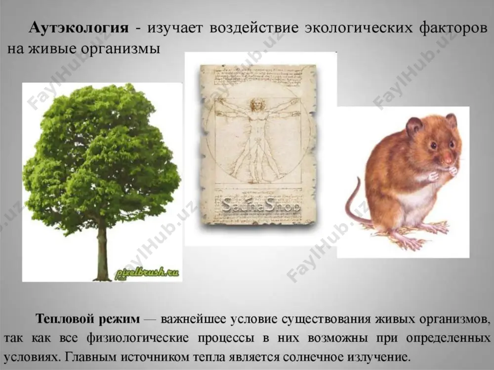 ekologiya. yashash muhitlari. ekologik omillar va ularning organizmga ta’siri - Page 4