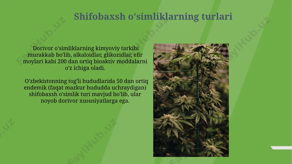 dorivor o'simliklar - Page 3