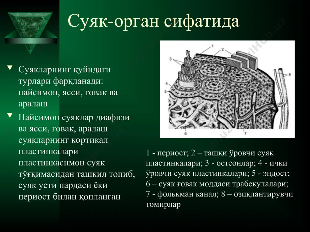 в регнерация босқичлари. учинчи фаза- пролиферация фазаси хужайра ва тўқималарнинг структур дезорганизациясидан сўнг пролиферация фазаси бошланади. баъзан бу жараёнлар суякнинг хар хил сохаларида параллел равишда кечади. грануляцион тўқима орқали шикастланган сохага “қурилиш махсулотлари” оқсил, коллаген, микроэлементлар, етилмаган камбиал хужайралар етқазилиб, яхшиланган микроциркуляция шароитида, шикастланган сохани етилмаган скелет тўқимаси билан тўлғизади ва синиқлааро фиброз-тоғай регенератини хосил қилади. ю.г. шапошкин бўйича репаратив регенерация босқичлари. тўртинчи фаза- дифференцация репаратив регенерациянинг бу фазаси шикастланган сохада микроциркуляциянинг тикланиши билан кечади етилмаган хужайра элементлари остеобластлар билан қопланиб (ёки остеобластларга трансформацияланади), ўз атрофида суяк тўқимасини шакллантиради. фиброз-тоғай регенерати суякка алмашиниб, суяк қадоғининг оссификацияси юз беради. кейинчалик, хар хил функционал зўриқишлардан сўнг ва генетик программалаштириш натижасида, суяк қадоғи қайта шаклланади ва суяк толаларининг йўналиши хаотикдан тўғрисига ўтади. секин-аста репаратив регенерация жараёни суяклараро битишма шаклланиши билан сўниб боради. котельников г.п ва с.п. миронов с.п. бўйича репаратив регенерация беш босқичдан иборат: зарарланиш ёки альтерация босқичи иккиламчи десируция босқичи суяк жарохатининг …
