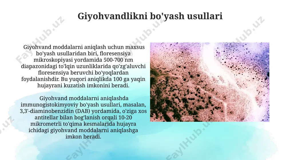 gistologik preparatlarni boyash - Page 5
