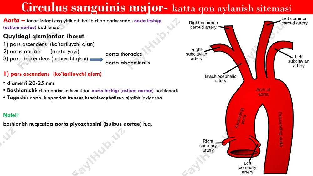 . palatina ascendens • a. submentalis • a. labialis inferior • a. labialis superior • a. angularis a. carotis externa – tashqi uyqu arteriyasi i. oldingi shoxlar 3) a. fascialis • a. palatina ascendens • a. submentalis • a. labialis inferior • a. labialis superior • a. angularis a. carotis externa – tashqi uyqu arteriyasi shoxlari topografik jihatdan 4 guruhga bo’lib o’rganiladi: 1) oldingi shoxlar 2) orqa shoxlar 3) medial shoxlar 4) terminal shoxlar 1. a. thyroidea superior 2. a. lingualis 3. a. facialis 1. a. occipitalis 2. a. auricularis posterior 1. a. pharyngea ascendens 1. a. maxillaris 2. a. temporalis superficialis a. carotis externa – tashqi uyqu arteriyasi ii. orqa shoxlar 1) a. occipitalis : rr.sternocleidomastoideus rr. occipitales r. aurecularis r. descendens r. meningeus a. carotis externa – tashqi uyqu arteriyasi ii. orqa shoxlar 2) a. auricularis posterior • a. paraotideus • a. tympanica posterior • a. auricularis a. …