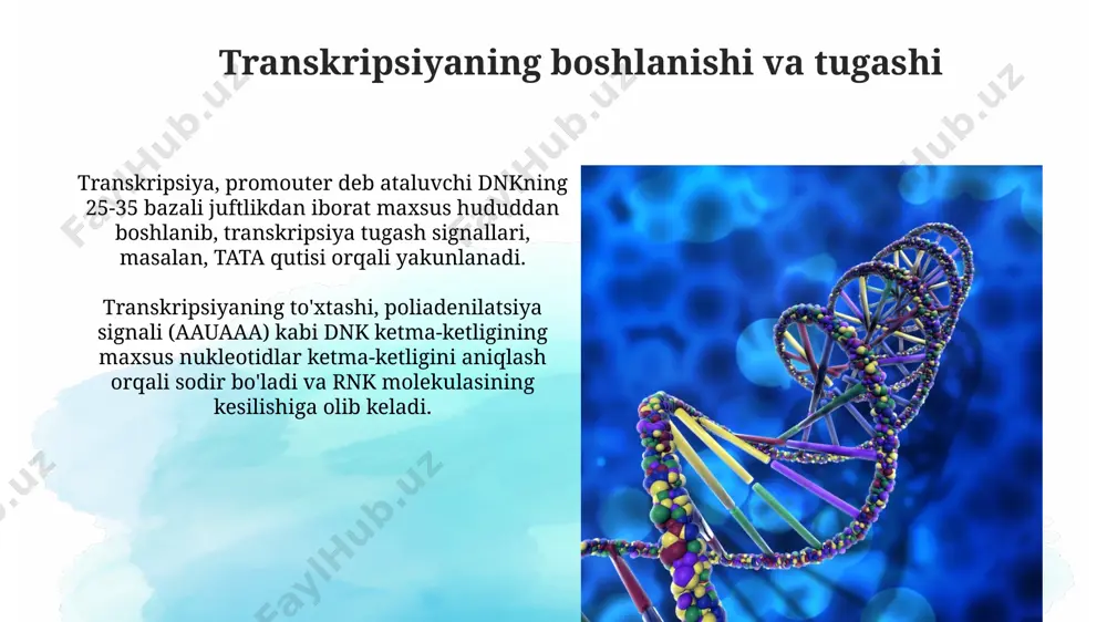 sonlarni birlashtirish orqali hosil bo'lgan, o'rtacha 1000-3000 nukleotid uzunligidagi kodlovchi ketma-ketlikni o'z ichiga oladi. transkripsiya va protsesslashning regulyatsiyasi transkripsiyaning to'xtashi poliadenilatsiyasi signali (aauaaa) ketma-ketligi orqali amalga oshiriladi va bu jarayon 3' tugallanishini va mrnkning yadrodan chiqishini belgilaydi, taxminan 20-30 nukleotid uzunlikdagi poli(a) quyruq hosil bo'ladi. rnkning splaysingi – intronlarni olib tashlash va eksonlarni birlashtirish – splaysosomalar kompleksi tomonidan amalga oshiriladi va alternativ splaysing orqali bitta gendan bir nechta turli oqsillarni kodlovchi mrnklarni hosil qilishga imkon beradi. rnkni tahrirlash rnkni tahrirlashda, taxminan 100 dan ortiq turdagi kimyoviy o'zgarishlar, masalan, a dan i ga o'zgarish, mrnkning funksiyasini o'zgartirishi mumkin. splaysing jarayoni orqali pre-mrnkdan intronlar olib tashlanadi va 9000 dan ortiq ekzonlar birlashtirilib, yetuk mrnk hosil bo'ladi. e'tiboringiz uchun rahmat @taqdimot_robot image2.jpg image3.jpg image4.jpg image5.jpg image6.jpg image7.jpg image8.jpg image9.jpg image10.jpg image11.jpg image12.jpg image13.jpg image1.png
