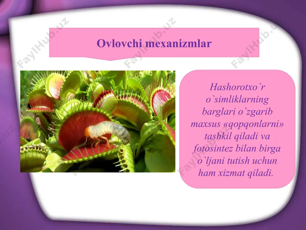 hashorotxo`r o`simliklarning oziqlanishi - Page 3