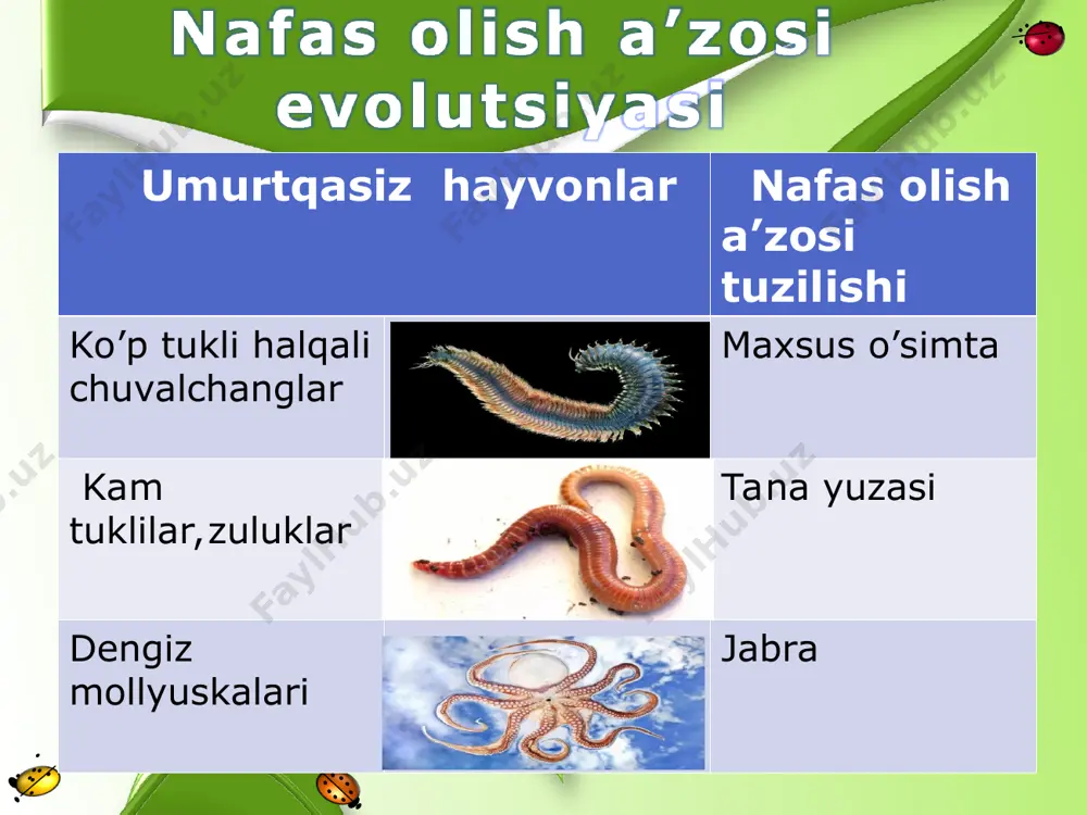 nafas olishning evolyutsiyasi - Page 4