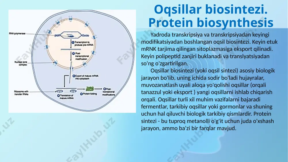 lipeptid zanjiri funktsional hosil bo'lishi uchun to'g'ri katlanishi kerak. faol sayt. funktsional uch o'lchovli (3d) shaklni qabul qilish uchun polipeptid zanjiri avval bir qator kichik pastki tuzilmalarni hosil qilishi kerak ikkilamchi tuzilmalar. keyinchalik ushbu ikkilamchi tuzilmalardagi polipeptid zanjiri buklanib, umumiy 3d hosil qiladi uchinchi darajali tuzilish. to'g'ri katlangandan so'ng, oqsil turli xil pishib yetishi mumkin tarjimadan keyingi modifikatsiyalar. translyatsiyadan keyingi modifikatsiyalar oqsilning ishlash qobiliyatini, hujayra ichida joylashgan joyni (masalan, sitoplazma yoki yadro) va oqsilning qobiliyatini o'zgartirishi mumkin. boshqa oqsillar bilan ta'sir o'tkazish. protein biosintezi kasallikda asosiy rol o'ynaydi, chunki bu jarayonda o'zgarishlar va xatolar, asosiy sabab dnk mutatsiyalari yoki oqsilning noto'g'ri birikishi, ko'pincha kasallikning asosiy sabablari hisoblanadi. dnk mutatsiyalari keyingi mrnk ketma-ketligini o'zgartiradi va keyinchalik mrna kodlangan aminokislotalar ketma-ketligini o'zgartiradi. mutatsiyalar polipeptid zanjirining qisqarishiga olib kelishi mumkin hosil qilish orqali to'xtash ketma-ketligi bu tarjimaning erta tugatilishiga olib keladi. shu bilan bir qatorda, mrna ketma-ketligidagi mutatsiya shu holatda kodlangan o'ziga xos …