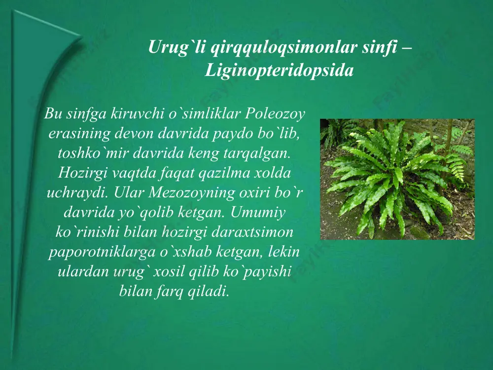 erda vegetativ xujayra cho`zilib, naycha hosil qiladi. naycha nutsellus to`qimasiga kirib, naycha ichida anteridial xujayradan hosil bo`lgan ikkita spermatazoid, chang naychasi yorilgandan so`ng kameraga o`tadi va arxegoniydagi tuxum xujayrani urug`lantiradi. urug`langan tuxum xujayra shu ondayoq bo`lina boshlaydi va embrion hosil bo`ladi. urug` kurtakning integument, nutsellus qavatlari urug`ning po`stiga aylanadi. bennetitsimonlar sinfi -bennettitopsida bu sinf bennettitnamolar (bennettitales) qabilasidangina iborat. u ikkita oilani: vilyamsoniyadoshlar va bennettitdoshlarni o`z ichiga oladi. xar ikkala oila vakillari: vilyamsoniya va tsikadeoideyalar mezozoy erasining yura va bo`r davrlarida avj olib rivojlangan ochiq urug`lilarning daraxt tipidagi o`simliklar bo`lgan. ular bo`r davriga kelib, yo`q bo`lib ketgan hozirgi vaqtda faqat qazilma holda uchraydi. bennettitlar ichki va tashqi tuzilishi jihatidan sagovniklarga o`xshaydi. hozirgi vaqtda bannettitlarning qoldiqlari meksika, pol’sha, bel’giya, italiya va xindiston xududlarilan topilgan. qizilchasimonlar sinfi -gnetopsida bu sinf o`ziga xos qo’yidagi belgilarga ega: 1. bularda sporofillar to`plami yoki strobil o`qi dixozlal shoxlangan bo`ladi. 2. strobilalari ostki qismidan gulqo`rg`onchaga o`xshash bargchalar yoki …