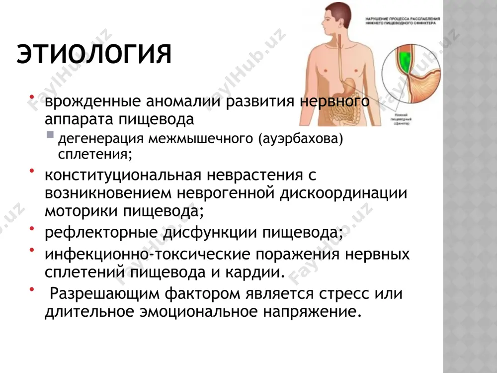 окимография, фарма­кологические пробы. при бесконтрастном рентгенологическом ис­следовании грудной клет­ки у больных с ахалазией выявляют дополнительное выбухание правого контура средостения, наличие уровня жидкости в проекции заднего средостения, отсут­ствие газового пузыря желудка. основной рентгенологический признак ахалазии — сужение терминального отдела пищевода с четкими, ровными и эластичными контурами («пламя переверну­той свечи», «мышиный хвост»). складки слизистой обо­лочки в области сужения сохранены. первые глотки бария могут свободно поступать в желудок, затем контрастная масса длительно задерживается в пищеводе. над бариевой взвесью определяют слой жидкости и остатки пищи. расширение пищевода над местом су­жения его выражено в различной степени. у ряда больных отме­чают удлинение и искривление пищевода. перистальтика пищевода у всех больных резко нарушена: сокращения ослаблены, имеют спастический характер и недостаточную амплитуду. при развитии эзофагита видны изменения рельефа слизистой оболочки пищевода: зернистость, утолщение и извилистость складок. эзофагоскопия эндоскопическая картина зависит от длительности заболевания. в начале бо­лезни пищевод расширен незначительно, по мере прогрессирования заболевания его просвет все более расширяется …