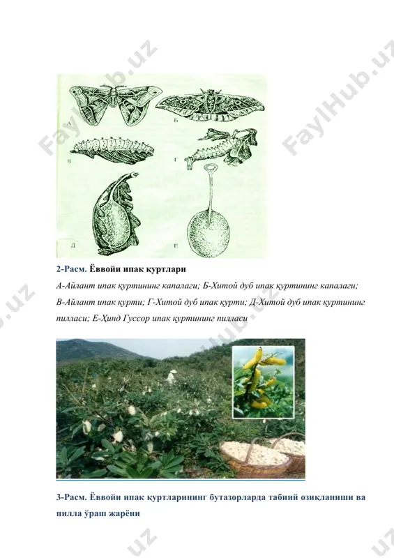 ипак қурти биологияси - Page 4