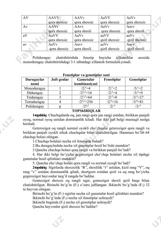 hoxsiz 9av, 3ta qora shoxli 3 av, 3 qizil shoxsiz 3 av, i ta qizil shoxli i av buzoq hosil bo’ladi. masalani yechishni osonlashtirish uchun pannet pan- jarasidan foydalanamiz. r aa vv x aa vv gametalar av, av av, av f1 aa vv x aa vv gametalar av avavav x av,av,av, av f2 av av av av av aavv qora shoxsiz aavv qora shoxsiz aavv qora shoxsiz aavv qora shoxsiz av aavv qora shoxsiz aavv qora shoxli aavv qora shoxsiz aavv qora shoxli av aavv qora shoxsiz aavv qora shoxsiz aavv qizil shoxsiz aavv qizil shoxsiz av aavv qora shoxsiz aavv qora shoxli aavv qizil shoxsiz aavv qizil shoxli poliduragay chatishtirishda fenotip buyicha xillanishlar asosida monoduragay chatishtirishdagi 3:1 nibatdagi xillanish formulasi yotadi. fenotiplar va genotiplar soni durugaylar nomi juft genlar gametalar kombinasiyasi fenotiplar genotiplar monoduragay 1 /2/2=4 /2/1=2 /3/1=2 diduragay 2 /22/2=16 /2/2=4 /3/2=9 triduragay 3 /23/2=64 /2/3=8 /3/3=27 tetraduragay …