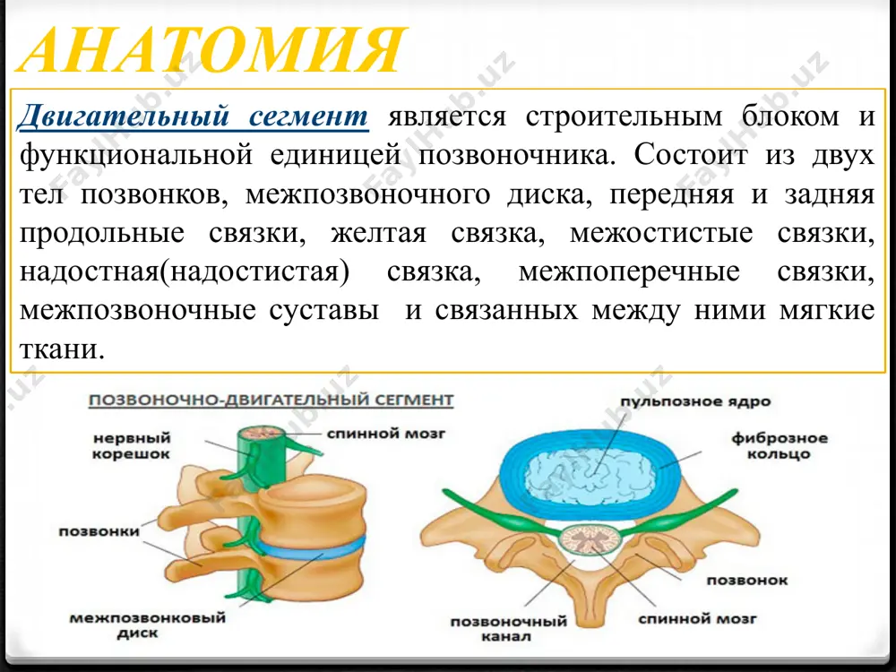 , развивается спондилопериартроз- дистрофический процесс в капсуле сустава рентгенологически самым ярким изменением связанным с дегенерацией дисков является спондилез- образование остеофитов (передние, задние). nb! спондилез и остеохондроз не являются болезнью, это возростные изменения по в.п. берсневу 1998 г. 1 стадия- выпячивание или протрузия диска 2 стадия- выпадение пульпозного ядра и фрагментов диска в позвоночный канал(собственно грыжа) 3 стадия- скрытый спондилолистез или “соскальзывающий диск” 4 стадия- стабилизация или самоизлечение классификация грыж диска выделяют следующие типы грыж диска: протрузия диска- в смещение в сторону позвоночного канала пульпозного ядра и выбухание в позвоночный канал элементов фиброзного кольца межпозвоночного диска без нарушения его целостности экструзия- выбухание в позвоночный канал элементов фиброзного кольца и дегенерированного пульпозного ядра пролапс- выпадение в позвоночный канал через дефекты фиброзного кольца фрагментов дегенерированного пульпозного ядра, сохраняющих связь с диском секвестрация- смещение по позвоночному каналу выпавших фрагментов дегенерированного пульпозного ядра анатомическая классификация грыж: срединные грыжи ( имеют центральное расположение относительно сагиттальной оси) …