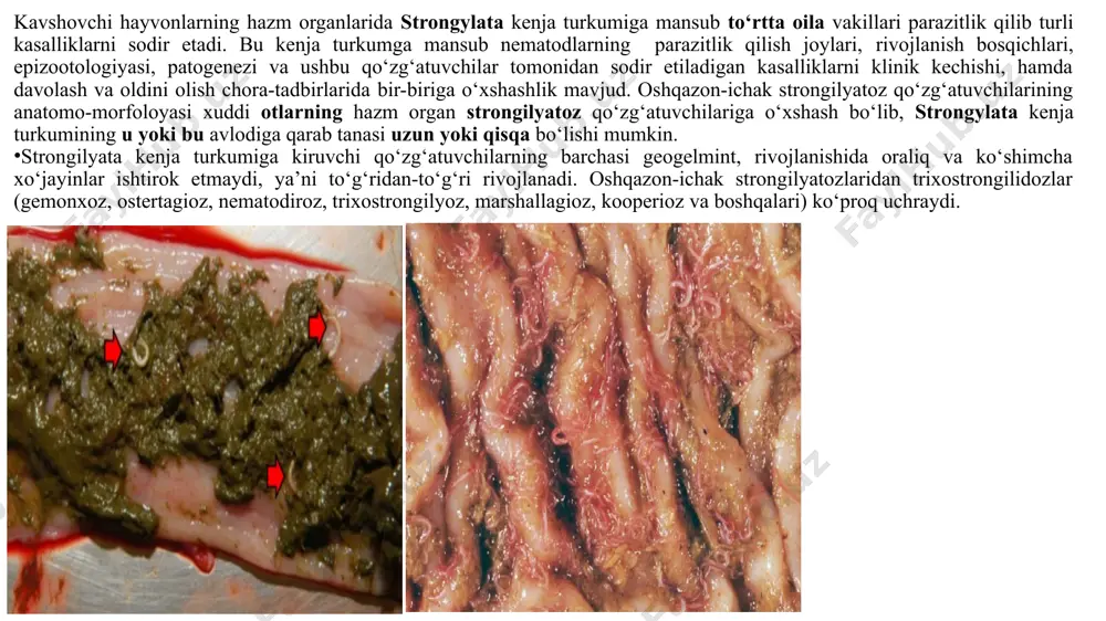 e oilasi, oesophagostomum avlodi, qo‘zg‘atuvchilari: oesophagostomum venulosum, oesophagostomum columbianum – qo‘yda, oesophagostomum radiatum – qoramolda va oesophagostomum dentatum – cho‘chqalarda. xabertioz - ham surunkali oqimda kechuvchi nematodoz kasalligi bo‘lib, uni hayvonlarning yug‘on bo‘lim ichaklarida strongyliidae oilasiga mansub chabertia ovina-ning parazitlik qilishi oqibatida qo‘zg‘atilib, kasallik holsizlanish, hazm organ faoliyatining buzilishi, ich o‘tish, nafas olish va yurak urishining tezlashuvi, tana haroratining ko‘tarilishi, ko‘rinarli shilliq pardalarning oqarishi, o‘sish-rivojlanishdan orqada qolish, mahsuldorlikni kamayishi va yosh hayvonlar orasida o‘limni sodir bo‘lishi bilan xarakterlanadi. qo‘zg‘atuvchisi. chabertia ovina – bu birmuncha yug‘on bo‘lgan oq-sarg‘ich tusdagi tematoda bo‘lib, ayrim jinsli parazitdir. tanasining old tomonida qiyshiq kesilgan dumaloq shakldagi og‘iz teshigi joylashgan, og‘iz kapsulasi sharsimon shaklda bo‘lib, uning ichida juda ko‘p miqdorda tishchalari mavjud, og‘iz teshigi uchburchak shakldagi bo‘lmalardan o‘rab olingan. erkaklarining uzunligi 14-18 mm, jinsiy bursasi xuddi kesilganga o‘xshash bo‘lib, kalta, kloakasidan ikkita, uzunligi 1,3-1,8 mm keladigan qo‘ng‘ir tusdagi spikula chiqib turadi. urg‘ochilarining uzunligi 14-25 mm, tanasining orqa …
