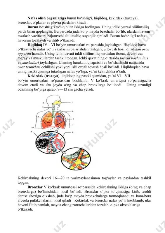 r ilmiy dalilar asosida yoritilishi kerak,aytilgan fikr takrorlanmsligi kerak.) 4- shart. ortiqchasini top. 1 .nafas olish azolarini toping o’pka ,bronx,alveola,arteriya 2. v-ko’krak ro’parasidan kekirtakning ikkiga bo’linishi natijasida … hosil bo’aldi. bronx alveola xiqilldoq 3. havo o’tkazuvchi nafas yo’li vazifasini bajarishdan tashqari ,tovush xosil qiladigan … o’pka ,bronx,alveola,xiqildoq uyga vazifa:mavzuni o’qib organish , nafas olish azolarining tuzilishi haqida qiziqarli ma’lumotlar yozib kelish image1.png image2.png