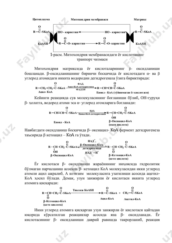 и ацилни митохондрияга узатади. ҳосил бўлган ацилкарнитин мембрана орқали ацил гуруҳини диффузия асосида митохондрия матриксидаги коэнзим а га кўчирилади. ацил гуруҳини карнитин билан а коэнзим ўртасидаги транспорти фермент ацил- коа- карнитин-трансфераза орқали амалга ошади: rch2ch2ch2ch2ch2ch2cooh   ch3cooh 2 1 7 6 5 4 3 2 1 7 6 5 4 3   7 6 5   rch2ch2coohrch2ch2ch2ch2cooh ch3cooh 4 3 r c o oh + атф + коash r c~skoa + амф + h4p2o7 omg 2+ ацил-коа-синтетаза ёf кислота ёf кислотаси ва ацил - коа кимплекси пирофосфат 1-расм. митохондрия мембранасидаги ѐғ кислотанинг транпорт чизмаси митохондрия матриксида ѐғ кислоталарининг - оксидланиши бошланади. -оксидланишнинг биринчи босқичида ѐғ кислотадаги α- ва  углерод атомидаги иккита водородни дегидрогеназа ўзига бириктиради: кейинги реакцияда сув молекуласининг боғланиши бўлиб, он-гуруҳи - ҳолатга, водород атоми эса α- углерод атомларига боғланади: навбатдаги оксидланиш босқичида - оксиацил- koa фермент дегидрогенеза таъсирида  кетоацил – koa га ўтади. …